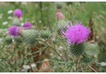 Ziele ostrożenia czyli czarcie żebro - zioła na uroki czy coś więcej ...